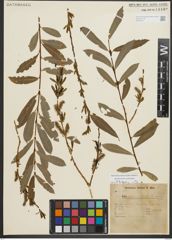 Foto von Salix purpurea L.